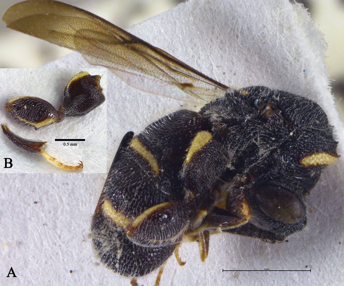 An overview of the chalcid #wasp family Leucospidae in the Arabian Peninsula, with the description of a #newspecies: doi.org/10.3897/zookey…