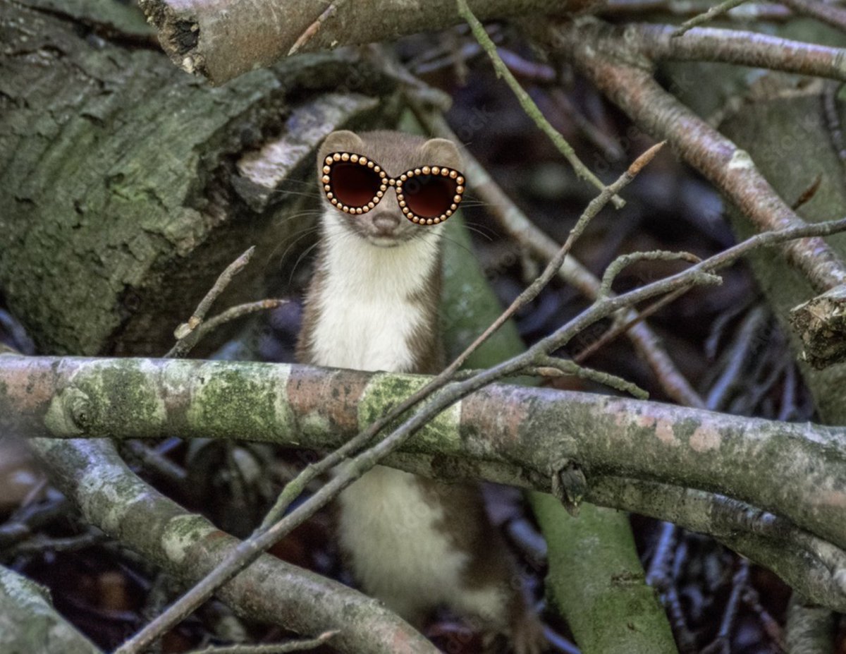 Weasels Syndicate tweet media