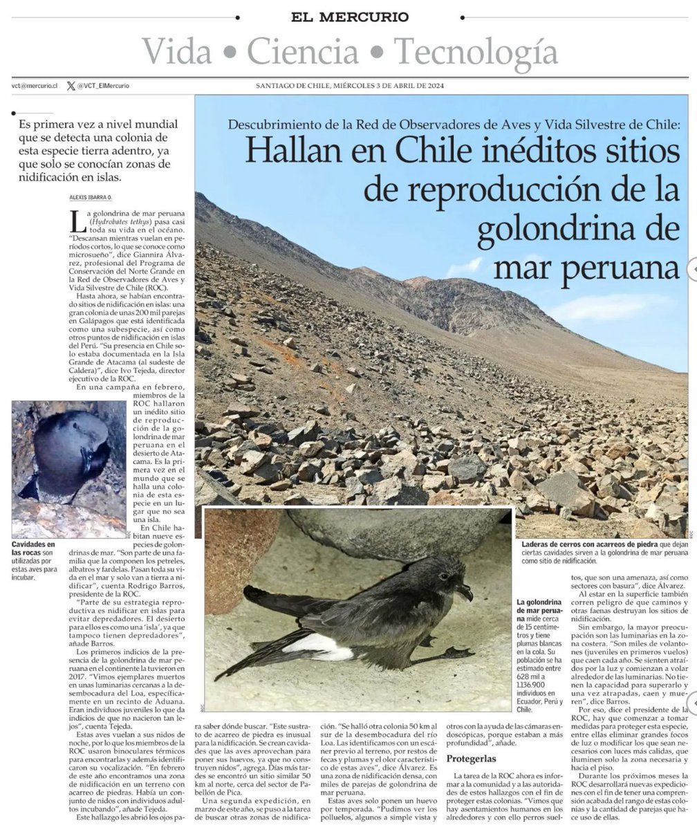 Ivo Tejeda (@ivonicolas) on Twitter photo A comienzos de 2024, un equipo de <a href="/ROC_CL/">redobservadores</a> descubrió los primeros sitios de reproducción de golondrina de mar peruana (Hydrobates tethys) en el continente. ¡Miles de parejas nidifican en acarreos de rocas en la costa de las regiones de Tarapacá y Antofagasta en Chile! A comienzos de 2024, un equipo de <a href="/ROC_CL/">redobservadores</a> descubrió los primeros sitios de reproducción de golondrina de mar peruana (Hydrobates tethys) en el continente. ¡Miles de parejas nidifican en acarreos de rocas en la costa de las regiones de Tarapacá y Antofagasta en Chile!