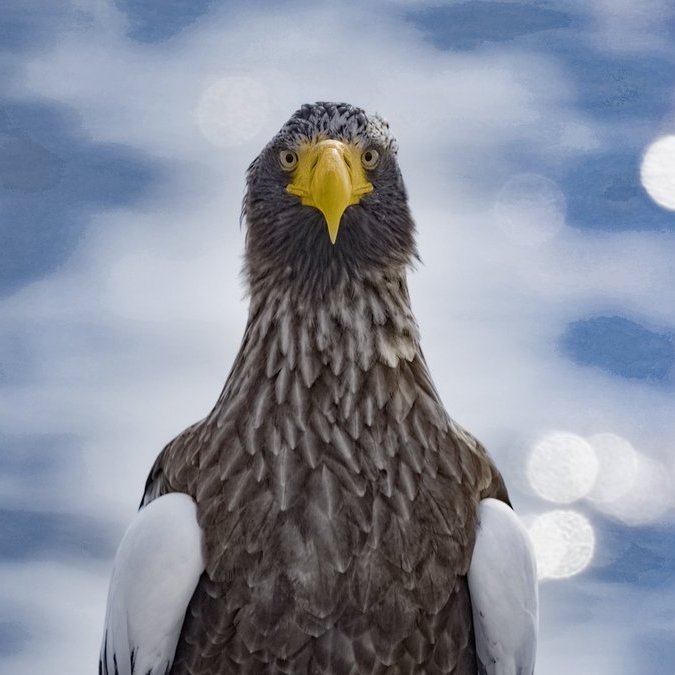 イカチーオオワシ先輩

#StellersSeaEagle
#LUMIX