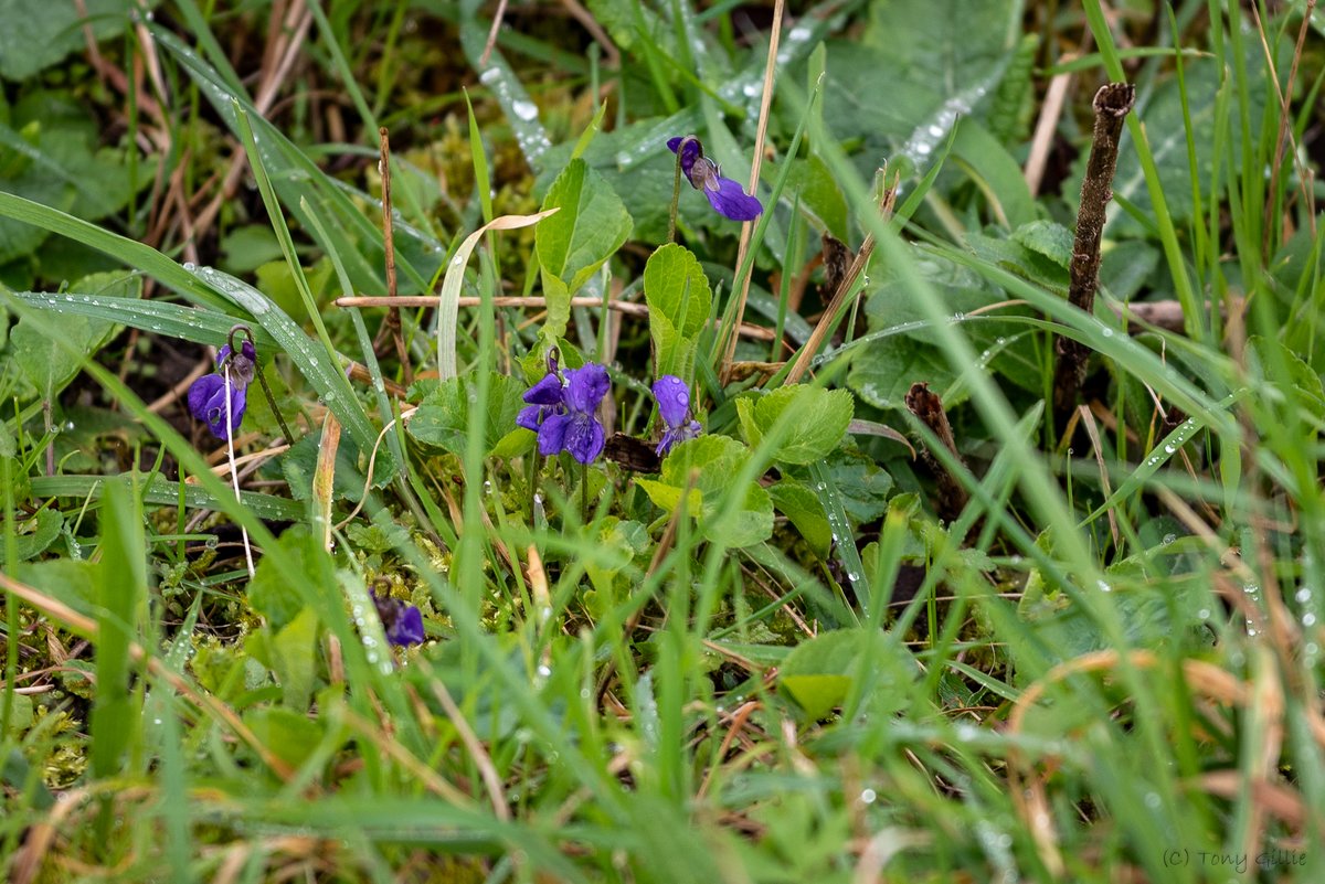 Great to see these beautiful blue flowers on our Hairy Violets. A welcome contrast to the predominant yellow of our Primroses, Cowslips, Marsh Marigold, and Lesser Celandine that are now blossoming throughout the Valley!