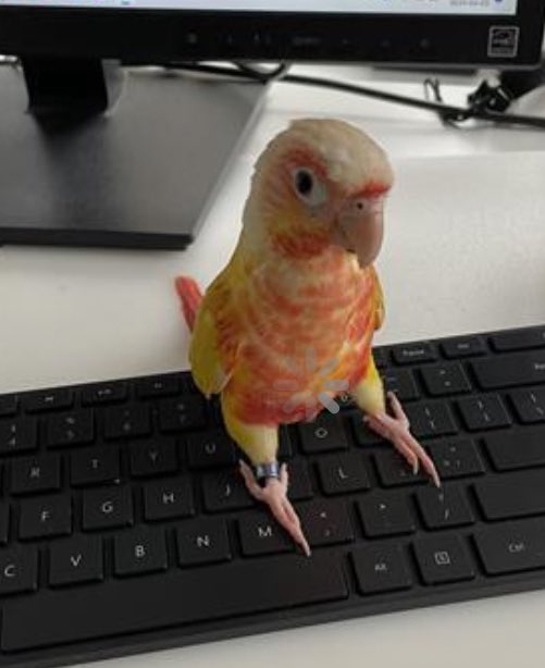 I got an unexpected Teams call from my coworker and when I answered she wasn’t there. I asked if it was a butt dial and she said it was probably her bird Cheeku walking around the keyboard!!!!