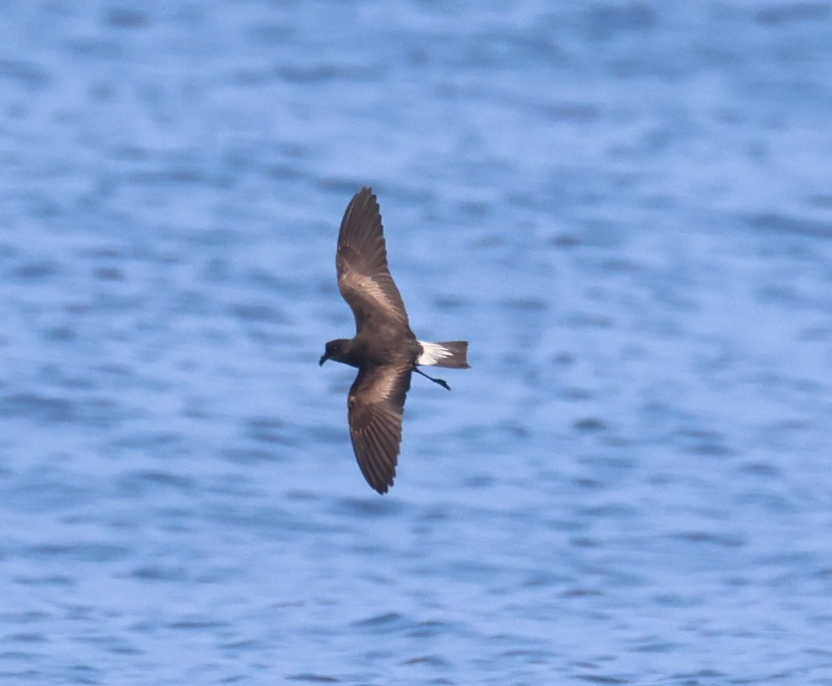 Ivo Tejeda tweet media