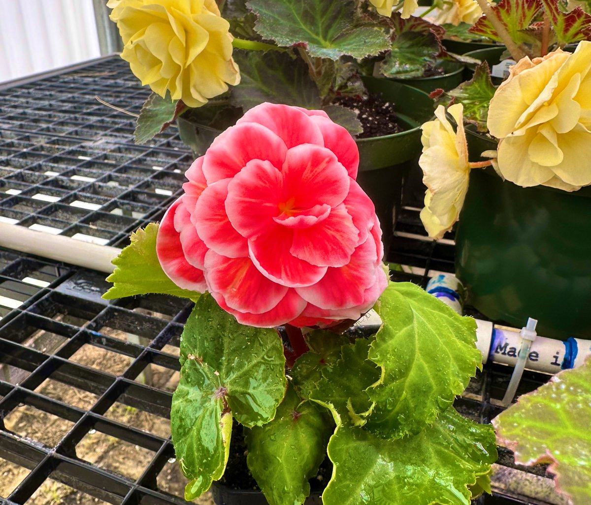 The last of our begonia blooms opened, and i think it’s safe to say it may be our favorite to date.
