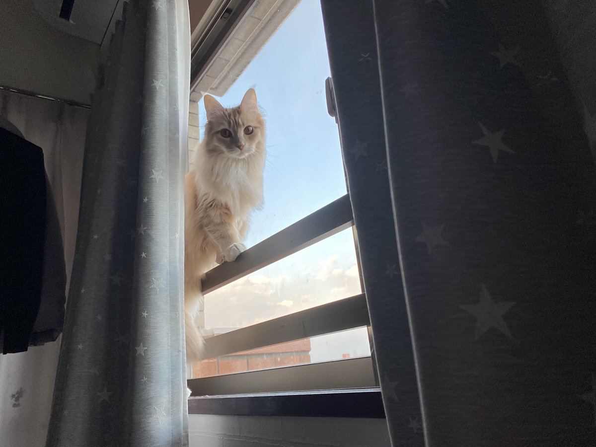 youhavenot's tweet photo. ���変わらず部屋の窓から外を眺める のが好きなカリン😽 https://t.co/RkGHzz7XY9