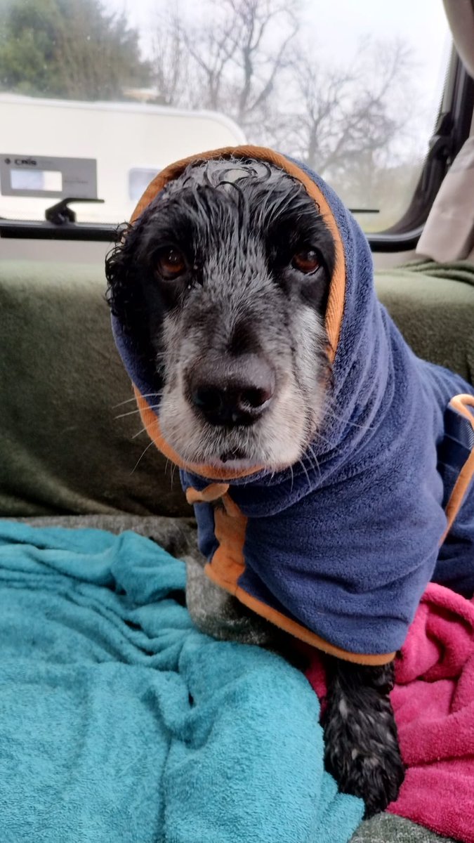 A little update on retired PD Billie. Billie is doing well after being poorly in January. He had a lovely 11th birthday away although he wasn't happy having to wear his drying coat. #WellEarnedRetirement #SnifferDog #WetDog