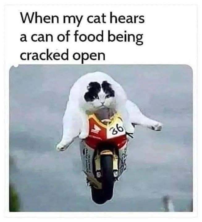 😹😹😹
.
.
.
.
.
.
#CatMemes #FunnyCatMemes #CatMom #CatDad #CatMoms #CatDads #CatParents #PetParents #CatOwner #PetOwner #PetOwners #CatLover #CatLovers #FelineLovers #PetLovers #CatOwners #PetMemes #FunnyPetMemes #CatCompanion #CatObsessed #CatObsession #CatFood #HungryCat