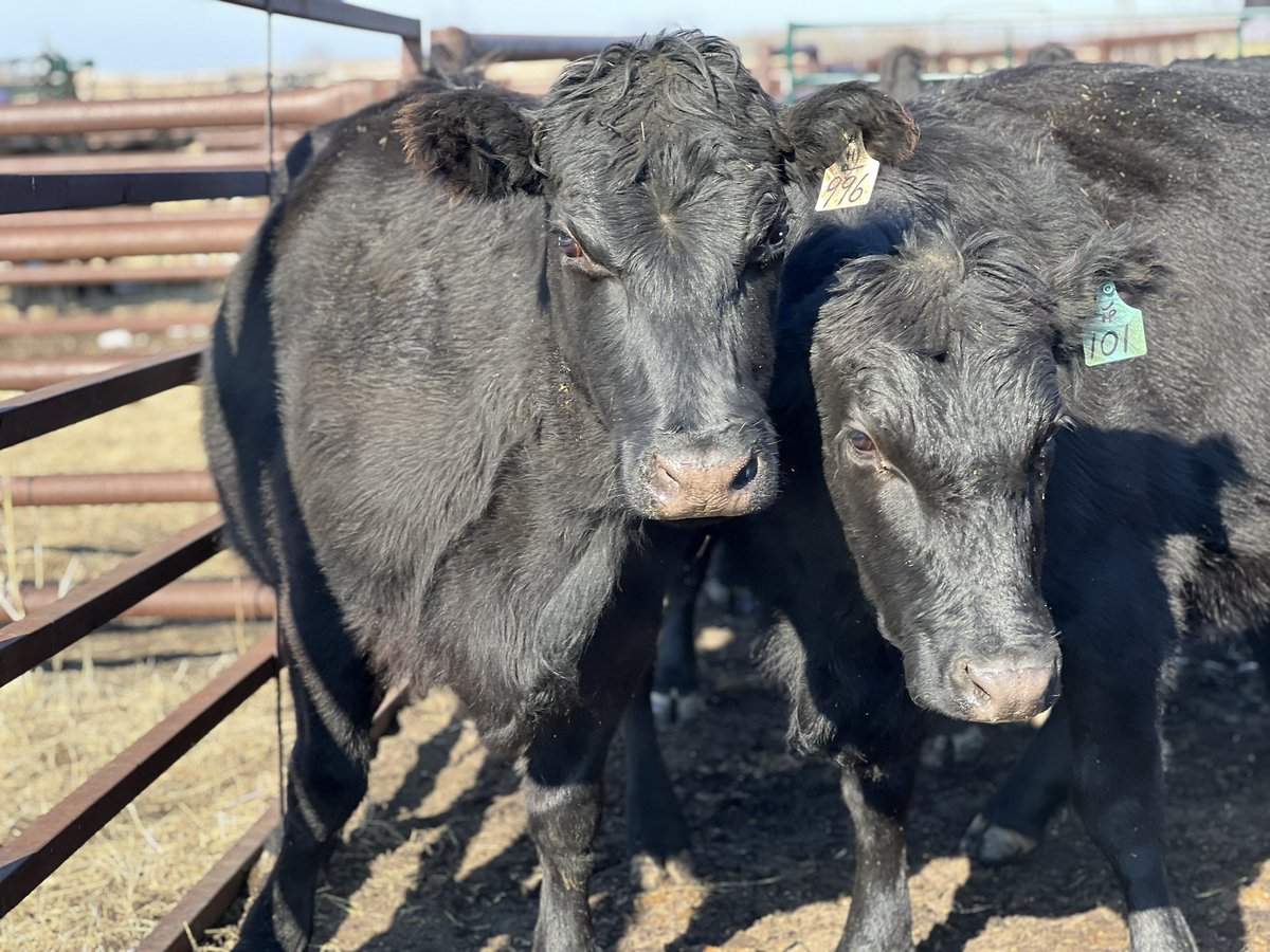 Girls came in and got their pre calving vaccinations - and guess what! 24 hrs later we had our first baby, naturally. 

Here’s to happy and healthy #Calving2024 

#AgTwitter #AgChat #CalvingSeason