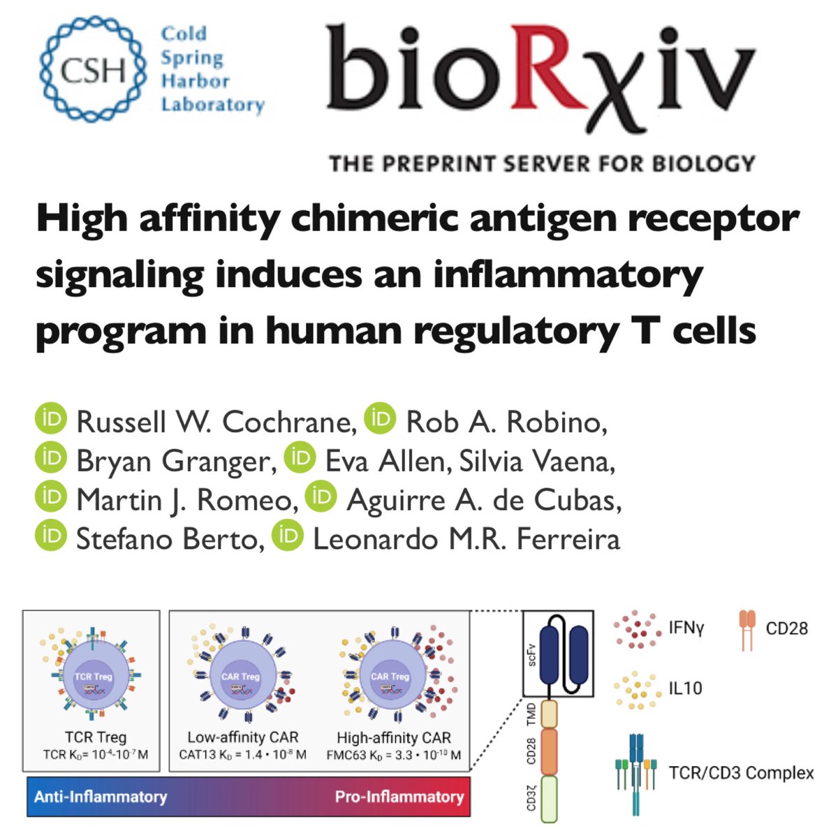 Our lab's first preprint @biorxivpreprint is out! We discovered that high affinity chimeric antigen receptor (CAR) signaling induces an #inflammatory program in #human regulatory T cells (Tregs)! 🧵 #immunologymatters #changingwhatspossible #CARTregs 🚗🦖 biorxiv.org/content/10.110…
