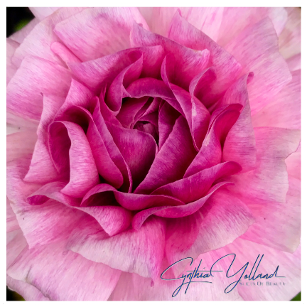 CynthiaYolland's tweet photo. Curling

So many curls and petals. I see tulle and a skirt twirling and curling. I would love to be in that dress. Spring is here💮🌸💮

Share the joy
#ranuculus #pinkflowers #Springflowers #CynthiaYolland https://t.co/YUngQijqTB