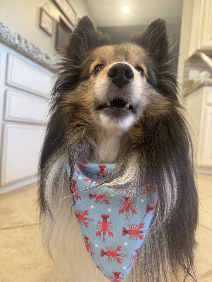 #PostAFavPic4VioletApr24 Day 3 I found a party!! What do I see and smell on the counter? I see a lots of food. Are we throwing a party? #pets #dogs #dogsoftwitter #dogsofx #dogmom #sheltie #cute #petlife #xdogs