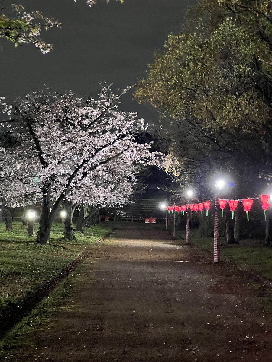 SungHsu_'s tweet photo. 雨の中で、大阪の夜桜を見ます https://t.co/2WESejAdiJ