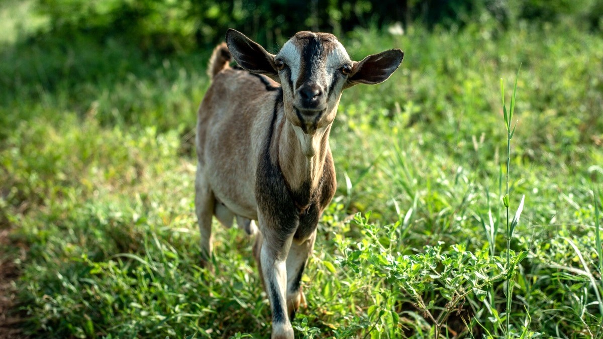 #ClimateChange is threatening harvests across eastern Africa. Farm Africa supports #farmers to adopt climate-smart #agriculture practices that need less water ⬇️ 💧 Mulching retains moisture in the soil. 🌱 Drought-tolerant seeds. 🐐 Rearing livestock such as camels and goats.