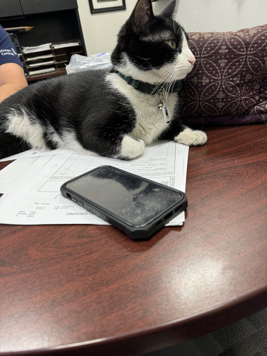 _LouisAlexander's tweet photo. @10thInningTay Had a morning meeting yesterday and was interrupted by “Big Johnson” yes that’s the cats name https://t.co/JPRazQWvVu