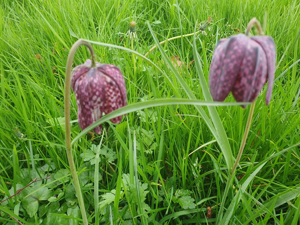 As part of the Shuttleworth Park refurbishment, we've left the southern edge to grow freely until the autumn. The conditions are perfect for these exquisite Snakeshead fritillaries (Fritillaria meleagris) which are thriving in the long damp grass. #GrowBackGreener #Bermondsey