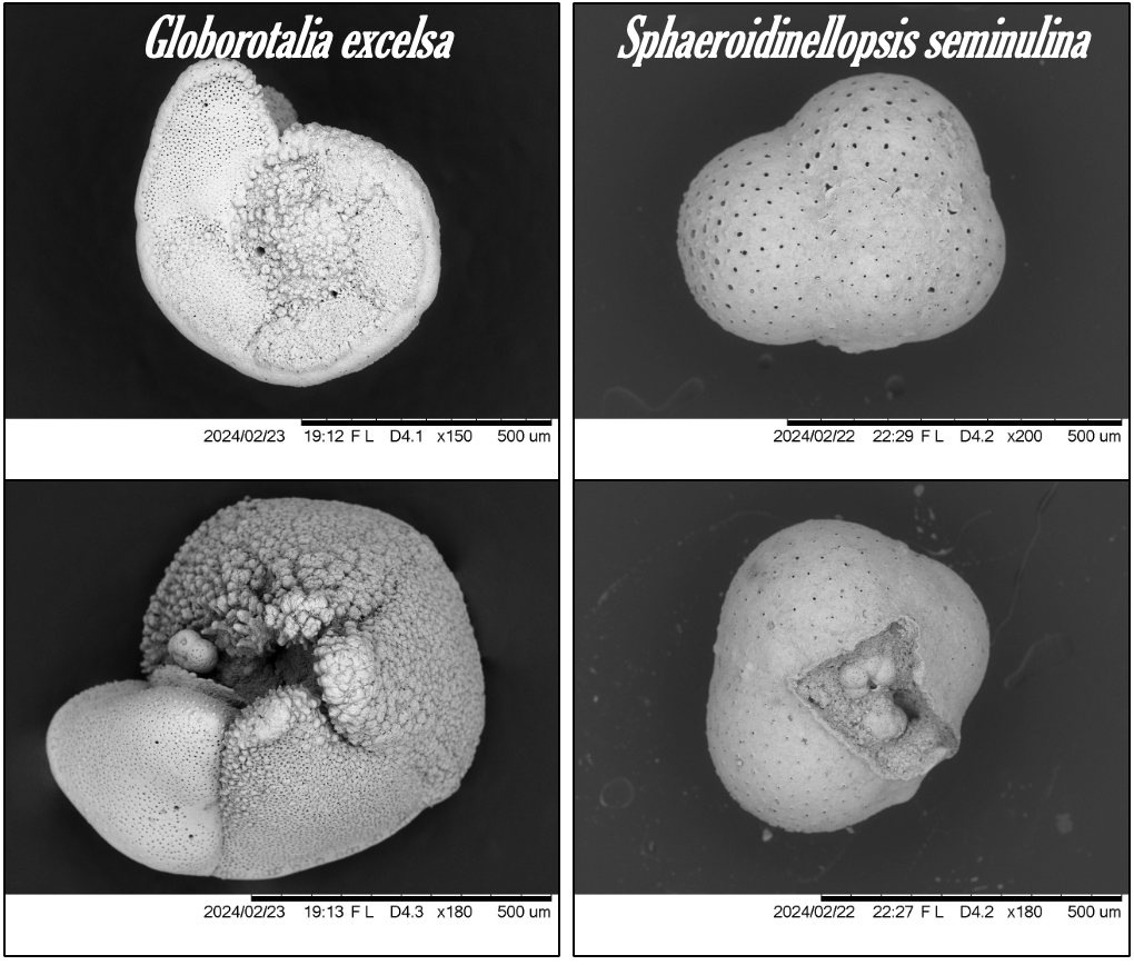 Some #microfossils are so unique to certain #sedimentary layers that they are are used as age estimates. If found in high abundance S. seminulina is about 5.33 million years old, & G. excelsa is a little less than 1 million years old #EXP402 #scientificoceandrilling #SEMimages