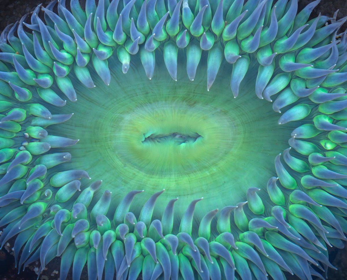 Close up of a Sea Anemone in a tide pool on the Big Sur coast last week