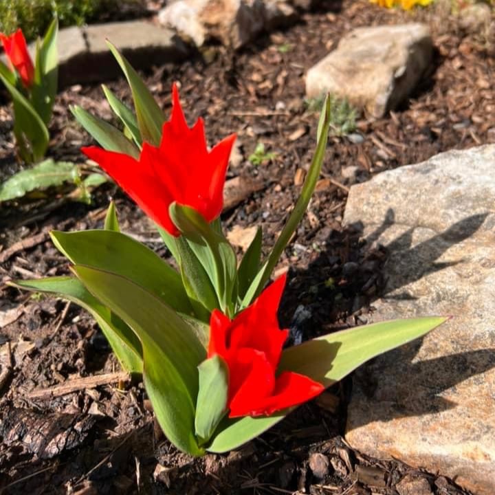 Something to brighten this rainy day...You may remember our ‘Bung us a Bulb', campaign last year, where we asked for donations of bulbs. And thanks to you generous lot our #volunteer gardeners planted an incredible 15,000 bulbs, creating gardens full of colour this #spring 🌷