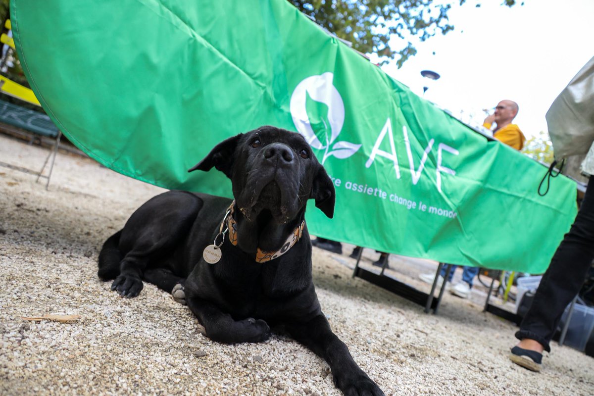 L’AVF en partenariat avec la Ville organise : 👉une 2nde journée dédiée au plaidoyer pour les animaux 📅 Samedi 6 avril de 9h à 17h au Jardin de Ville L'objectif de cet événement est de sensibiliser aux enjeux de la cause animale. 💡 Pour plus d'infos : gremag.fr/agenda/1767/12…