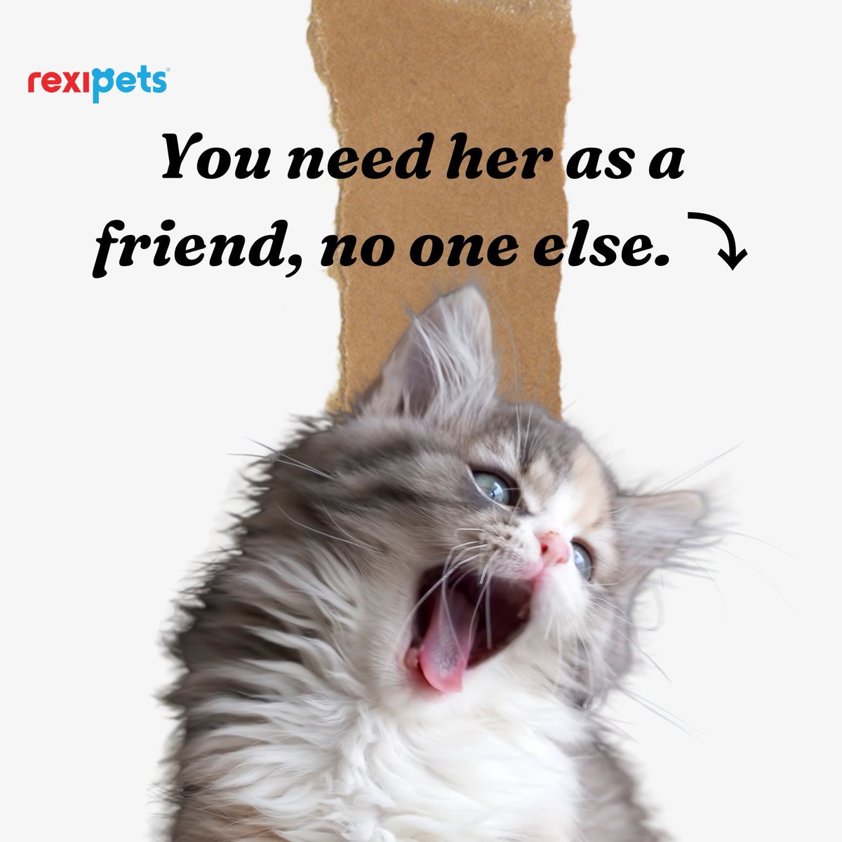 rexipets's tweet image. For real! 😅

rexipets.com/?fbclid=PAAaas…