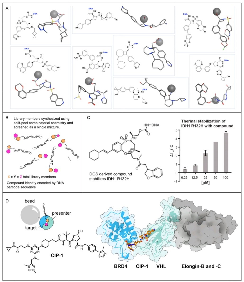 geordifrere's tweet image. A great new review on the unifying features &amp;amp; screening methods of #molecularglues &amp;amp; bifunctional compounds by @SchreiberStuart! He underlines the importance of maximizing chemical diversity to uncover new MOAs &amp;amp; shows how #DOS &amp;amp; #DELs enable discovery of glues &amp;amp; bifunctionals!