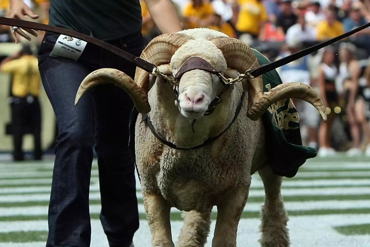 CfbSelect's tweet photo. Continuing the #MascotMadness Sweet 16, and this matchup has horns!

Cam the Ram (Colorado State) vs Rocky D Bull (USF)

Who is the better mascot? (Poll threaded) https://t.co/ghp7Ha2S5J