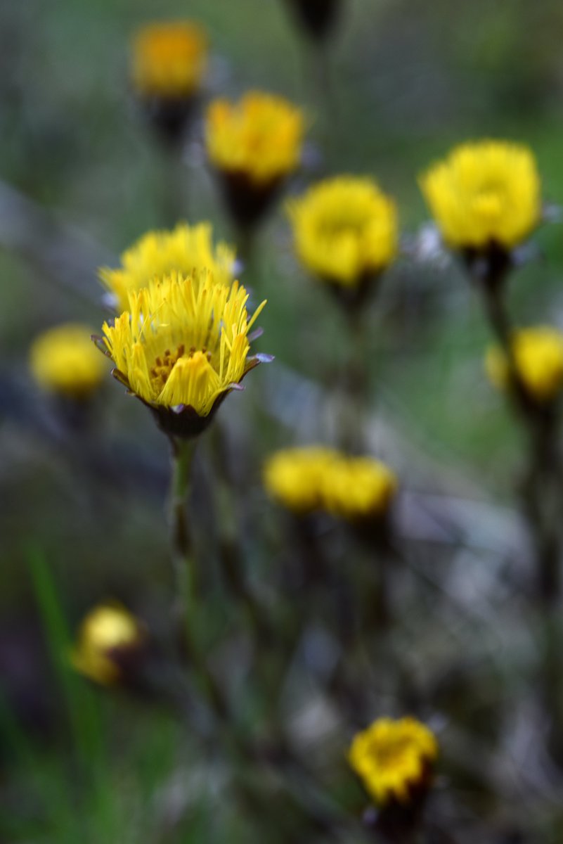 Coltsfoot. Shows up here every year without fail just in time to nourish emerging solitary bees. Nature is the solution. Always was. Always will be. Image courtesy:@The_BeeGirl #nature #coltsfoot #wildflowers #bees #beesanctuaryireland #organic #vegan #naturebasedsolutions