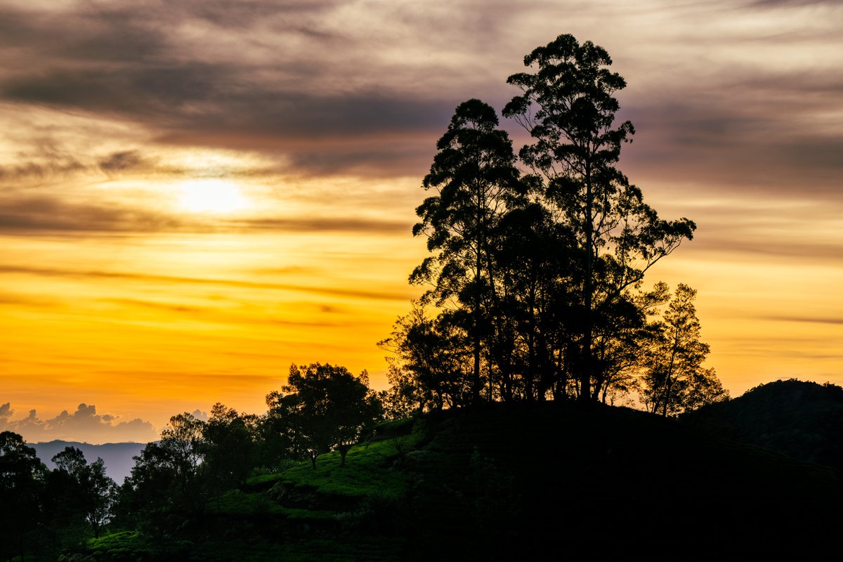 As dawn breaks over the sprawling tea plantations of Sri Lanka, a sense of awe envelops me. The first light of day transforms the sky into a canvas painted with strokes of fiery orange and soft yellows, silhouetting the majestic trees atop the rolling hills. It’s a moment that…