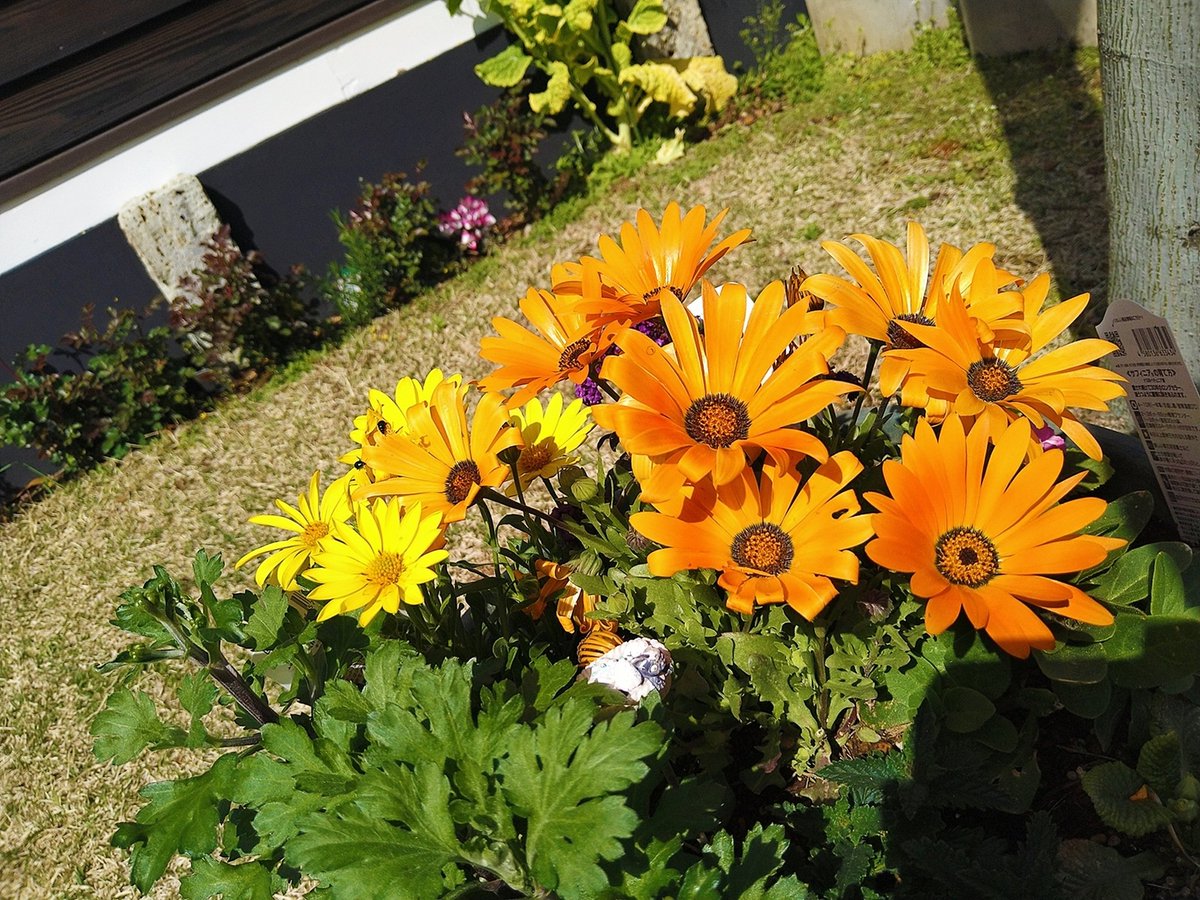 miyaaon222's tweet photo. 𖧷ꕤ春の訪れ𖧷ꕤ

可愛いお花いっぱいで春の散歩って楽しいね。

#写真で奏でる私の世界
#写真で伝えたい私の世界
#写真好きな人と繋がりたい 
#撮ってる人と繋がりたい
#TLを花でいっぱいにしよう
#カメラ好きな人と繋がりたい
#ファインダー越しの私の世界 https://t.co/4rrteYFgz6