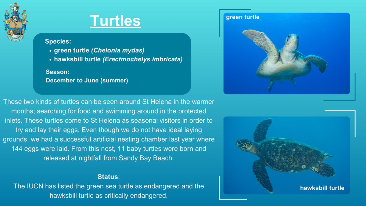 In April we are highlighting the seasonal visitors and marine residents of St Helena’s MPA This week we are featuring the sea turtle species who come to St Helena during the summer months. They are rare here compared to our sister island @AscensionMPA🐢 Tap below to learn more!