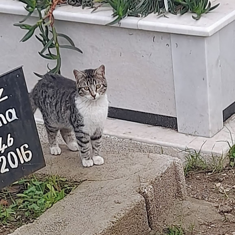 Özlemiş Dostunu