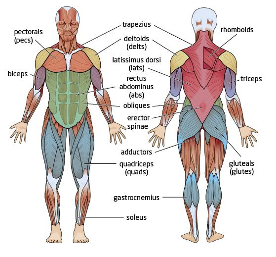 AbrisGains's tweet photo. All simple exercises you should do for each bodypart

(Save this for your next workouts)