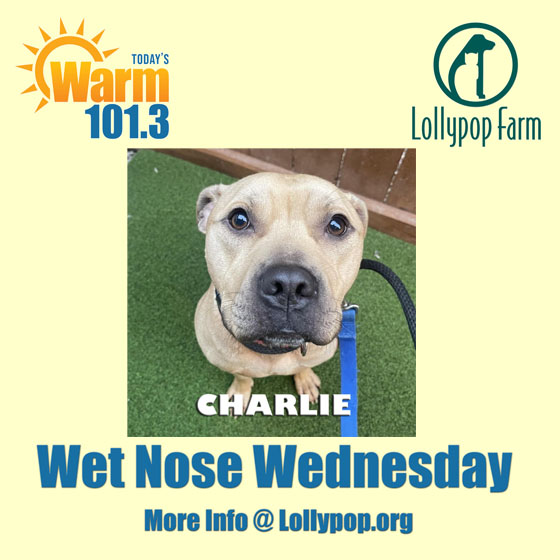 Majestic Charlie has one of the warmest smiles here at Lollypop Farm. He loves a good, long walk and exploring the area. So if you think Charlie is the missing member of your menagerie, come to @lollypopfarm and meet Charlie today! #WetNoseWednesday #lollypopfarm