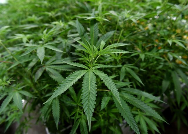 Legalized marijuana could bring over $1 billion in tax revenue to Pennsylvania over five years, report says abc27.com/news/top-stori… #MME #marijuana #cannabis #Pennslyvania