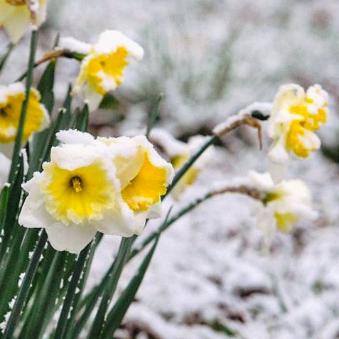 'The promise of spring is never more beautiful than when it appears above the snow.'

#RPtransforms #gardening #springgarden #springflowers