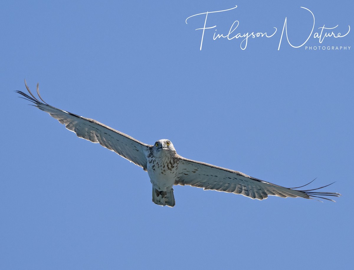 It's now the turn of the immature short-toed snake eagles to arrive @GibReserve from the south. @FinlaysonGib @GibGerry @cortes_john #BBCWildlifePOTD @bbcwildlifemag @BirdWatchDaily @BirdwatchExtra @Natures_Voice @_BTO @gonhsgib @parsons_lodge