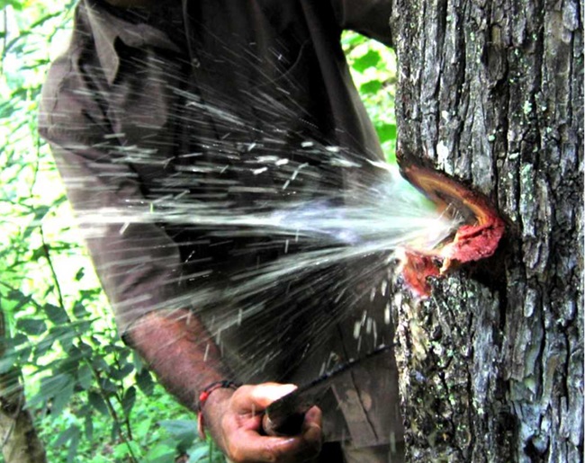 AcademySharma's tweet photo. कोंडा रेड्डी जनजाति  https://t.co/nT54fuANs0 
#currentaffairs #Forests #KondaReddyTribe #IndianLaurelTree #Forest
#india #UPSCPRE2024 #IAS #IASPRE #UPSC #IASPRE #IAS #currentaffairs #news #UPSC2024
#IAS #IASPRE #MPPSC https://t.co/yLphxywAPA