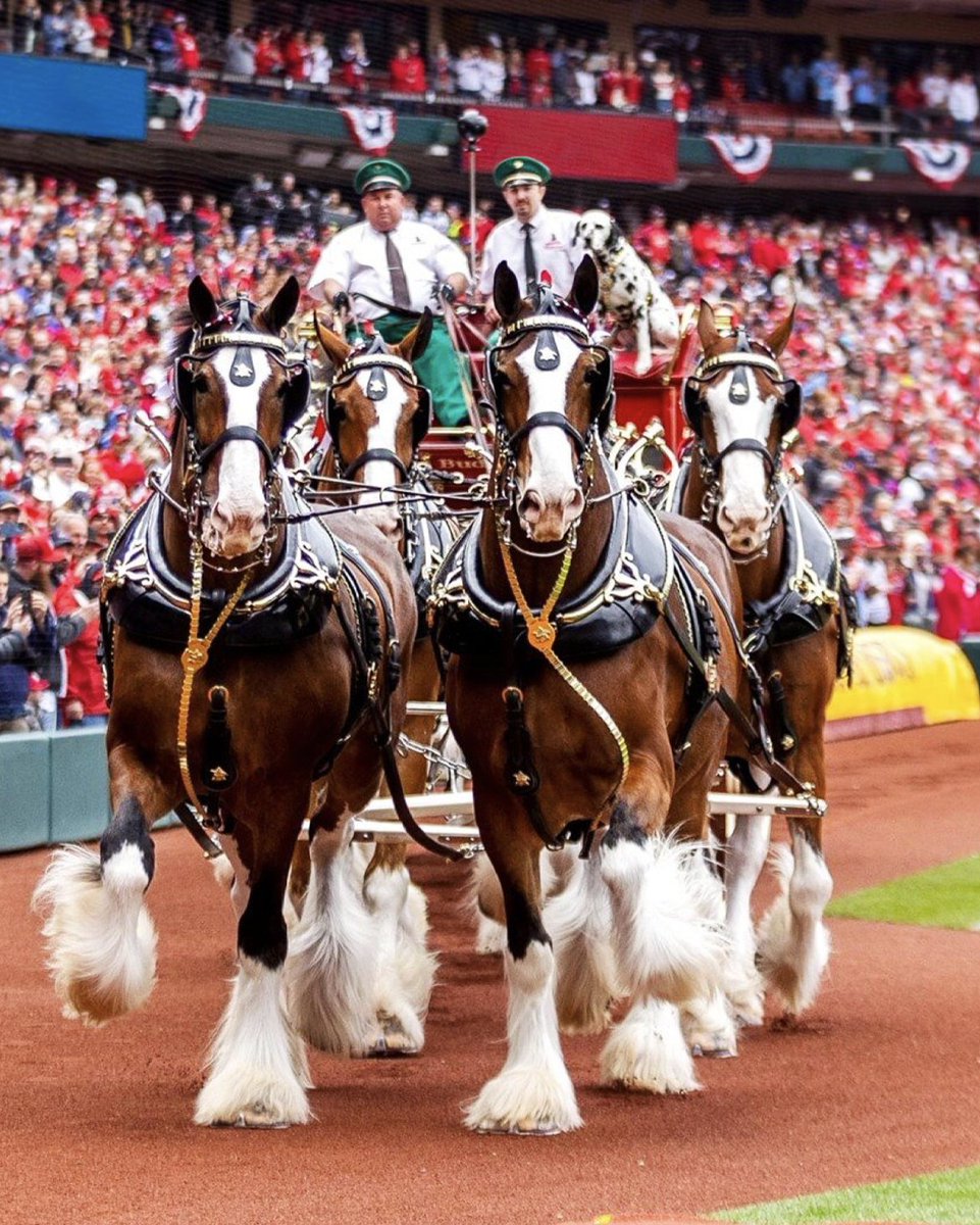 budweiserusa's tweet image. Tomorrow @Cardinals