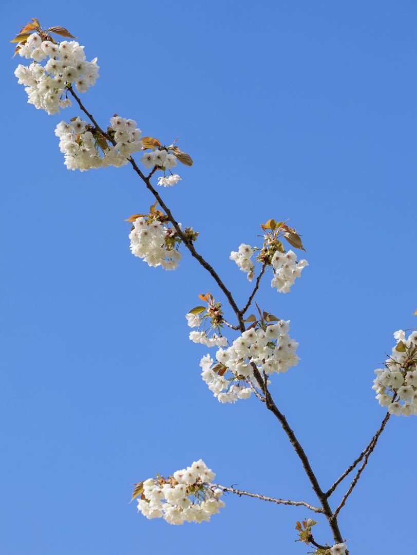 Cherry Blossom, at Sidney Sussex College, University of Cambridge 📷 Stephen Matthews