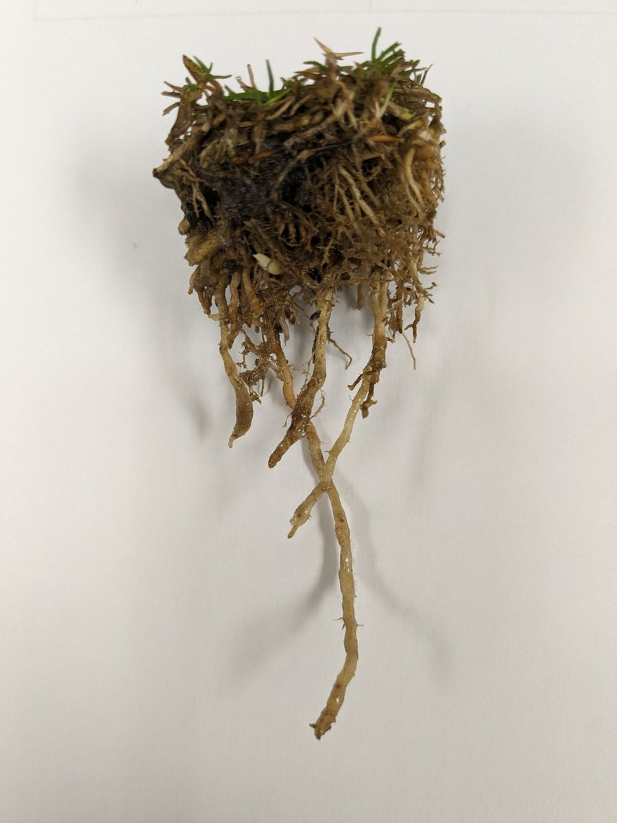 Root-knot nematode infection of TifEagle bermudagrass. The terminal swellings (galls) contain the female nematodes. The roots rot off below that point