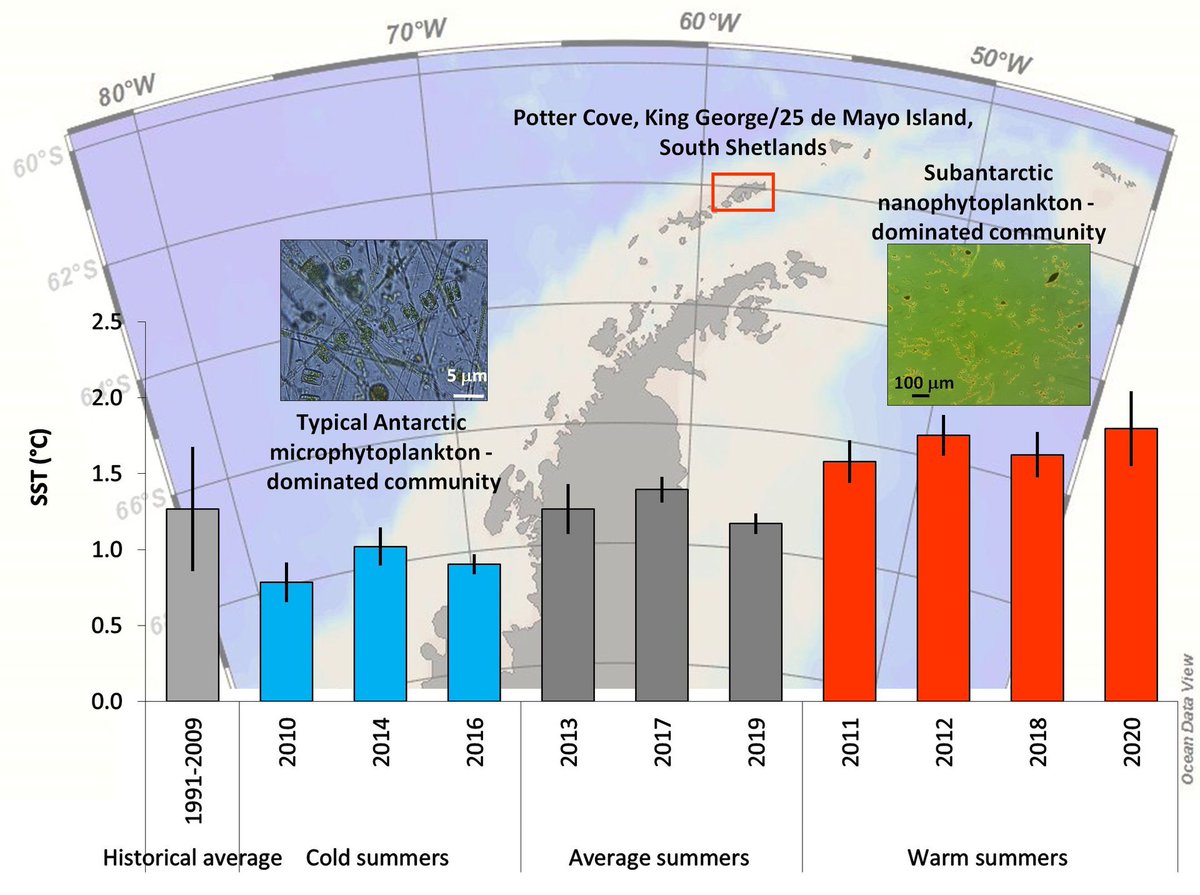 || NEW RESEARCH || Long-term studies on West Antarctic Peninsula phytoplankton blooms suggest range shifts between temperate and polar species 📄 onlinelibrary.wiley.com/doi/abs/10.111…