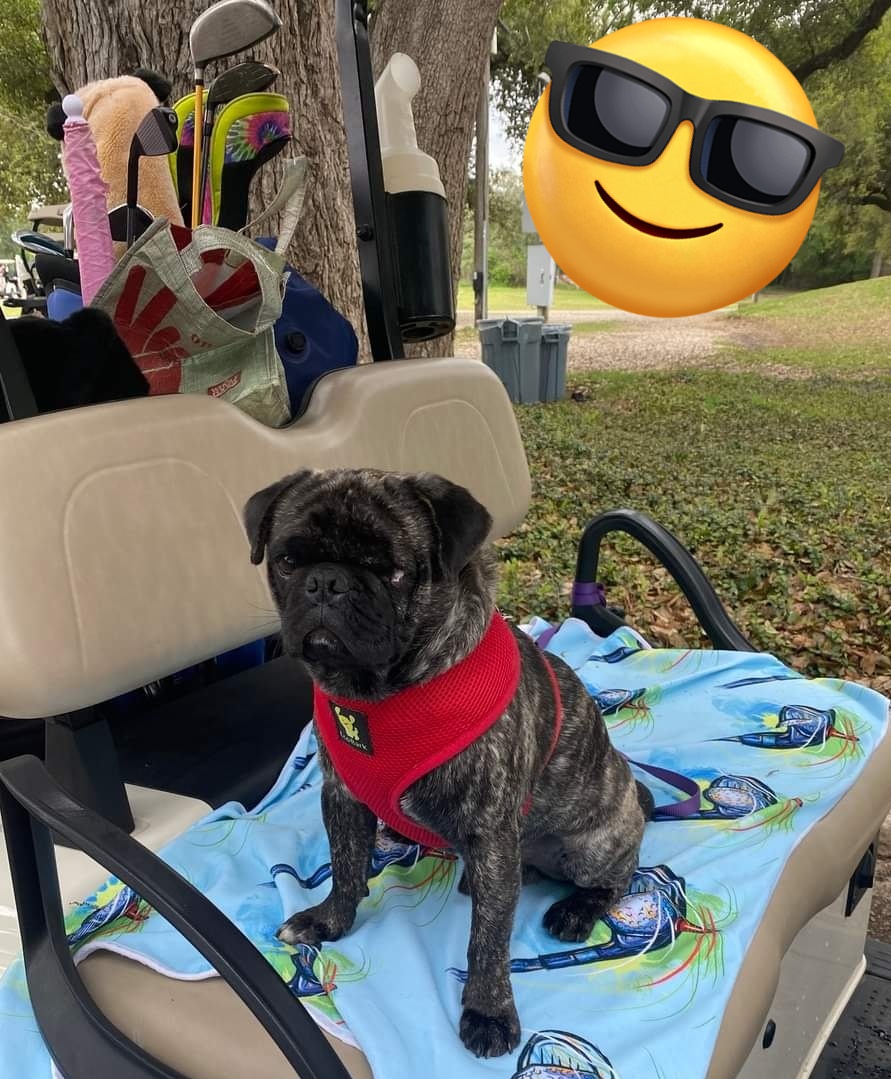 Hi friends, I’m Dreyfus, a three-year-old #pug looking for my new home. Life with me would be a dream, as I’m house trained and good with kids and other dogs. I would encourage you to up your vitamin D levels, as I love to sunbathe and spend time outside. austinpugrescue.com/adoption-appli…