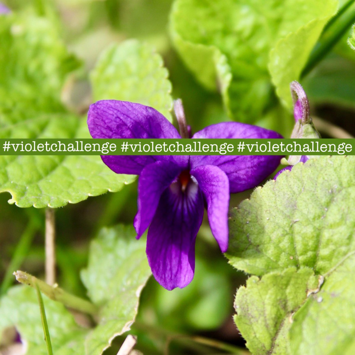 Can you find a violet for #wildflowerhour? Commissioned by us & created by @NatureLark, you can find our special ID sheet here! wildflowerhouruk.weebly.com/uploads/1/4/0/… Share your finds for the magic hour this Sunday 8-9pm using the hashtag #VioletChallenge 💜
