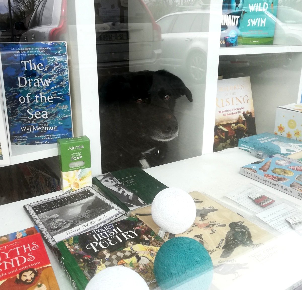 Felicity Hayes-McCoy (@fhayesmccoy) on Twitter photo All the best #bookshops have resident 🐾 pawpeople.
<a href="/Banner_Books/">Banner Books, Ennistymon & Kilrush</a> @gaia_banks @BooksellingI All the best #bookshops have resident 🐾 pawpeople.
<a href="/Banner_Books/">Banner Books, Ennistymon & Kilrush</a> @gaia_banks @BooksellingI