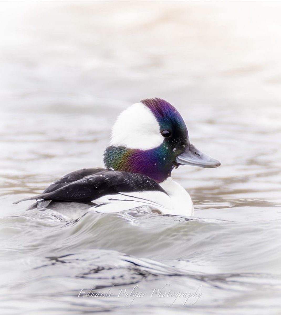 #SpringMigration is underway, heralding the arrival of beloved waterfowl species. 🦆 Such as this bufflehead, observed along with three others on March 20 near London, Ontario by Eduardo Pulgar—a bucket list photo subject for them this season! 📷