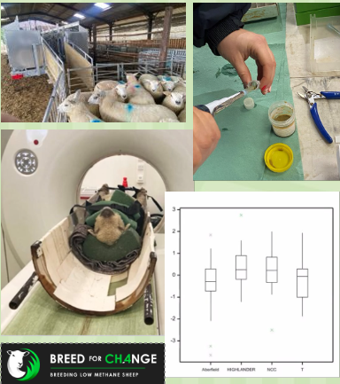 UnderTheTones's tweet photo. Emma Dods is aiming to develop a selection index for carbon footprint reduction in breeding ewe flocks - sheep that naturally produce less GHGs! #SRUCPGR24 @SRUC https://t.co/PfLnEvVtfn