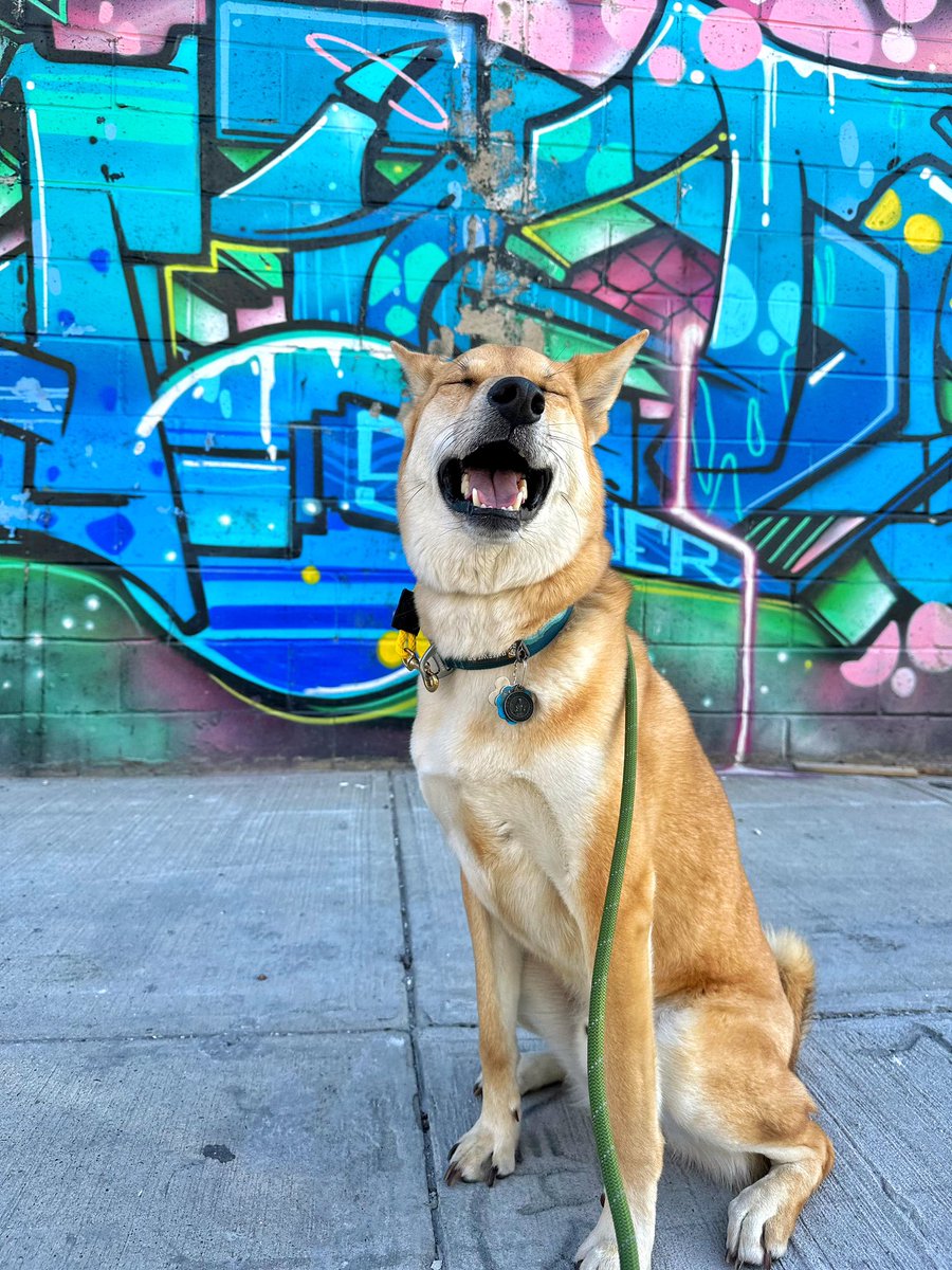 ᴉllǝsoɹ qoɹ tweet media