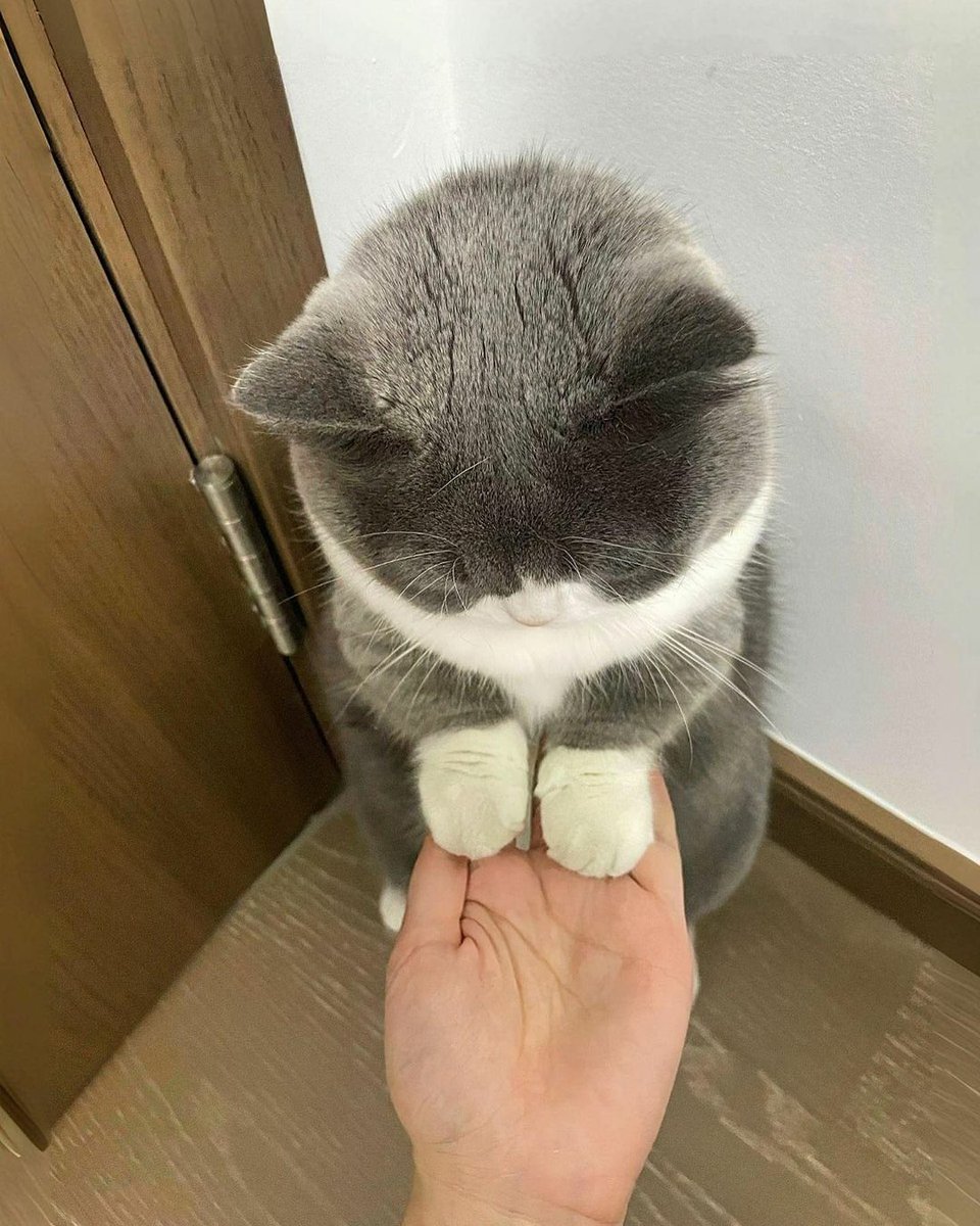 World's Cutest Kitties 🐾 (@haveshouldcat) on Twitter photo 