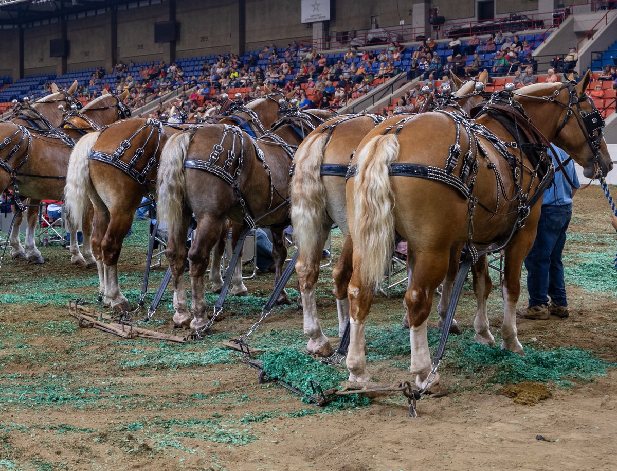 Did you know that along with the many other farm animals we highlight at the fair, that we also have a Draft Horse Pull?