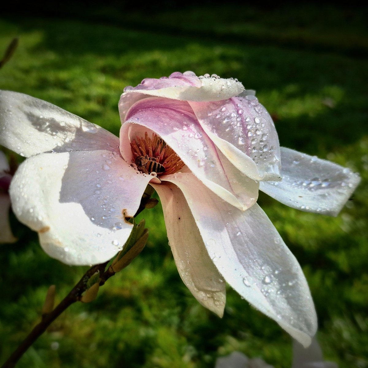 fqpeh's tweet photo. Au cœur du magnolia... #Bee #Nature #Flowers #Spring #Dew #Abeille #Fleurs #Primptemps #Rosée #Photography #FqpehPhoto
https://t.co/zDPvJ0X08Q https://t.co/FP7jgWkvoq